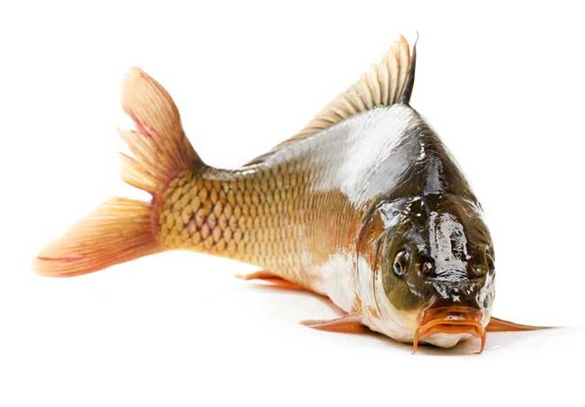 水產(chǎn)品檢測，有哪些項目和標(biāo)準(zhǔn)是鯉魚檢測要做的？